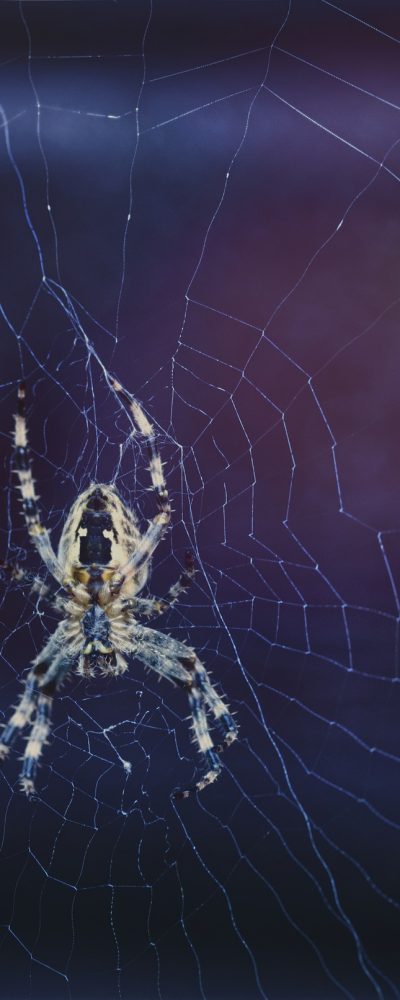 Politika çalışmaları