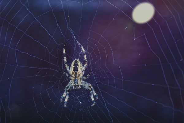 Politika çalışmaları